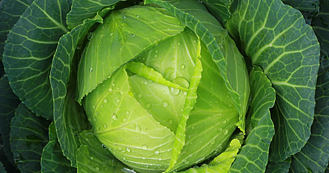 Zielona, wilgotna główka kapusty. Czy surowa kapusta jest zdrowa? Tak, jest pełna witamin i błonnika, idealna do sałatek.
