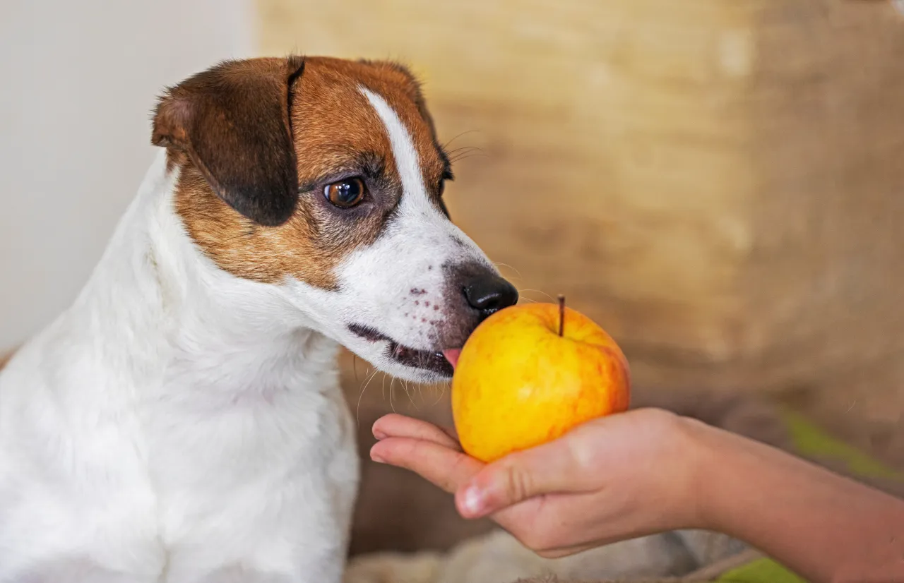 Jack Russell terrier wącha jabłko ze sk&oacute;rką. Czy pies może jeść jabłko ze sk&oacute;rką? To pytanie zadaje sobie wielu właścicieli czworonog&oacute;w.