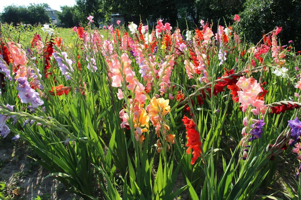 r&oacute;żne odmiany mieczyk&oacute;w w ogrodzie