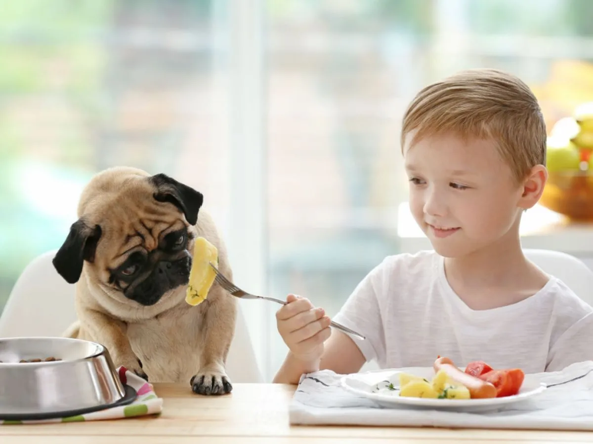 Pies jedzący ziemniaki