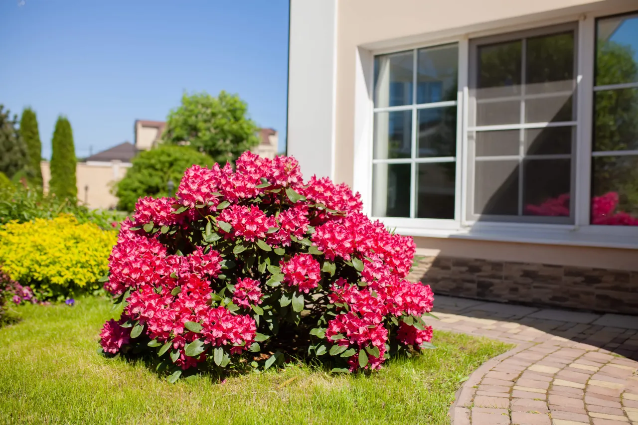 azalia przed i po cięciu odmładzającym