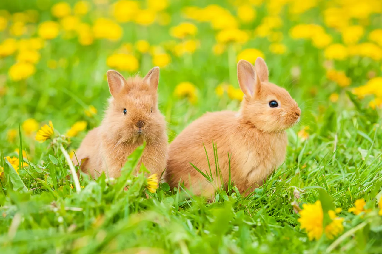 króliki w naturze stado