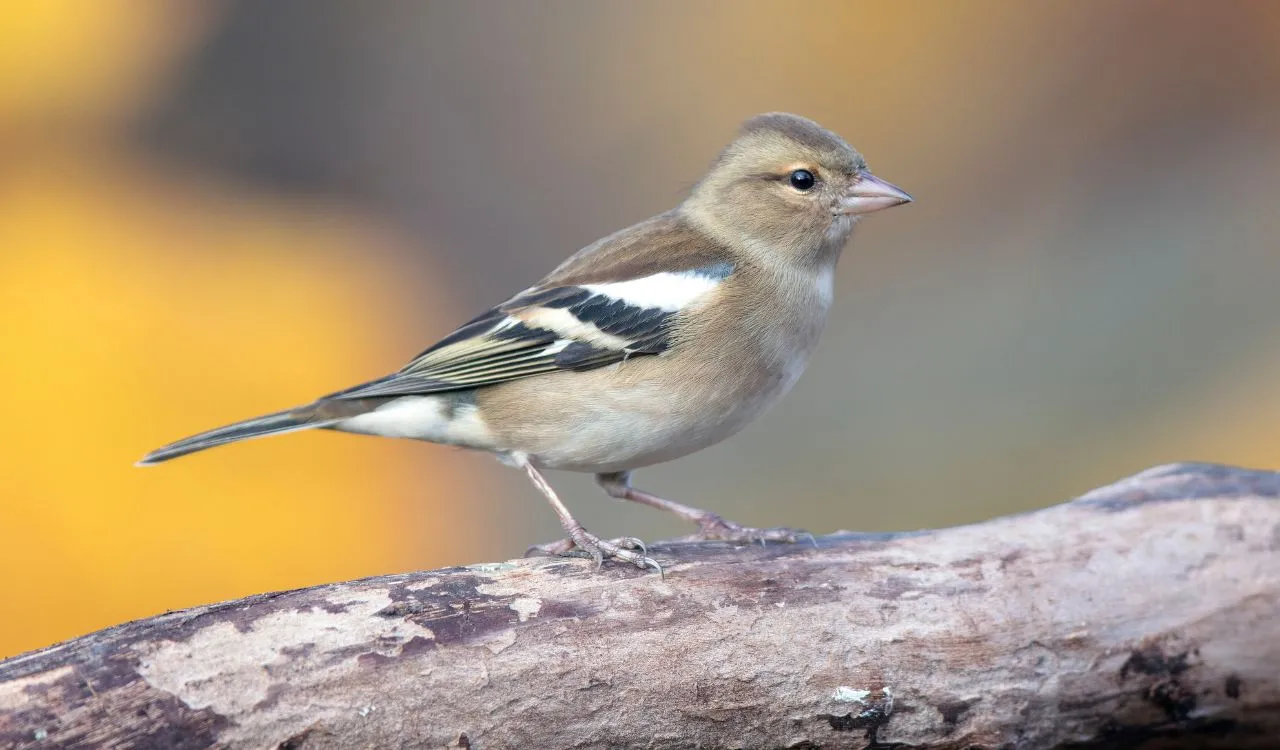 Zięba samica wygląd