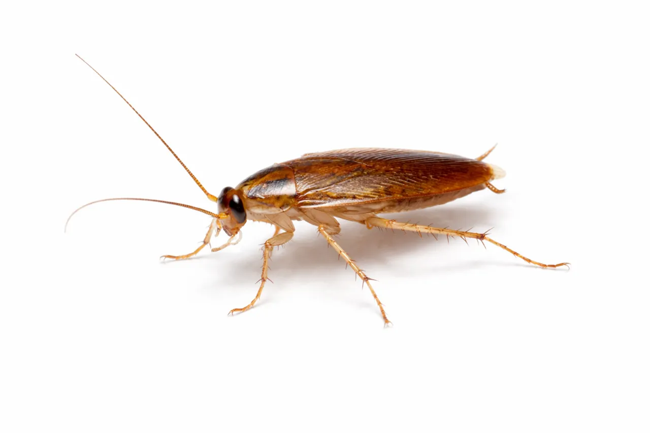 prusak na tle mieszkania