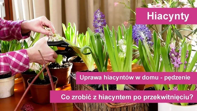 obcinanie przekwitłego kwiatostanu hiacynta