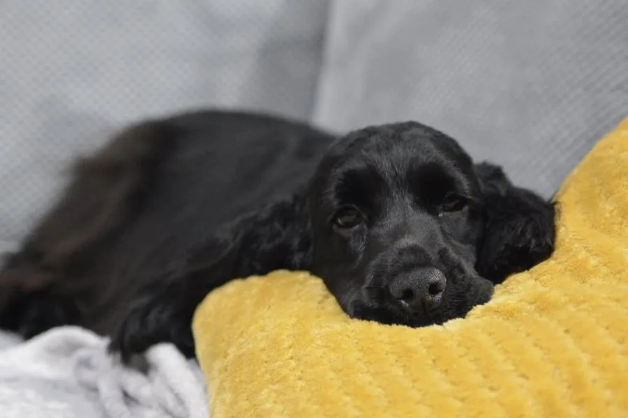 Akcesoria do pielęgnacji sierści cocker spaniela