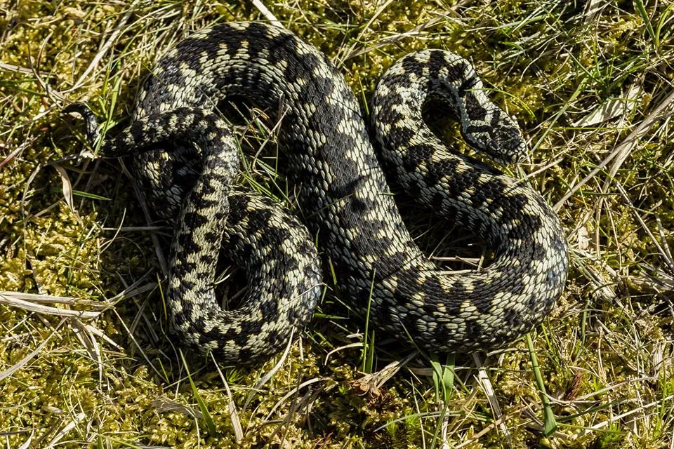 żmija zygzakowata wygląd