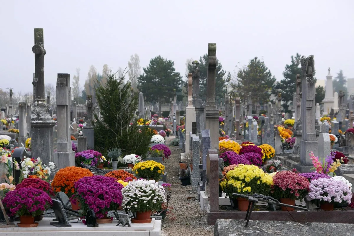 Trwałe kwiaty na cmentarz odporne na mróz