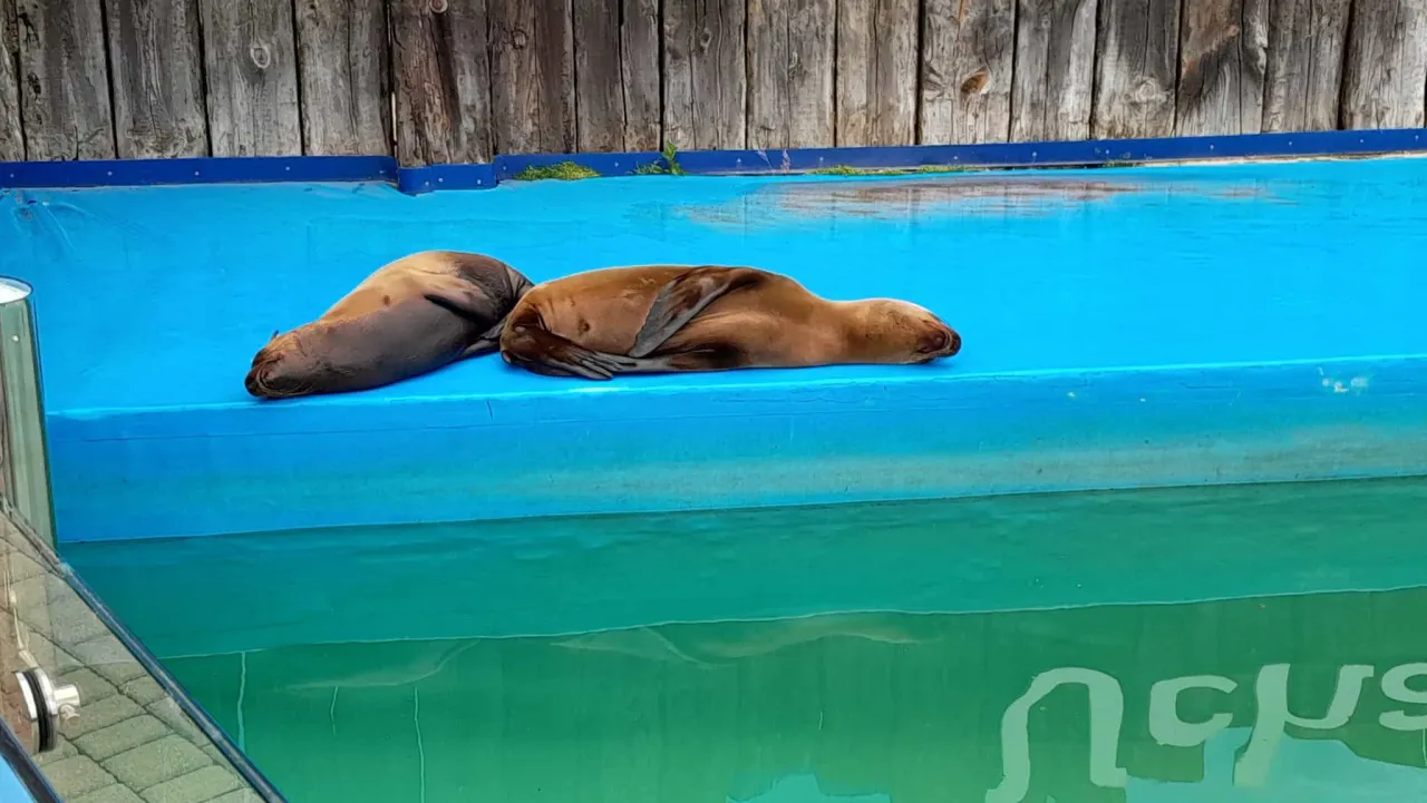 Łeba Park dinozaury lub Sea Park Sarbsk foki