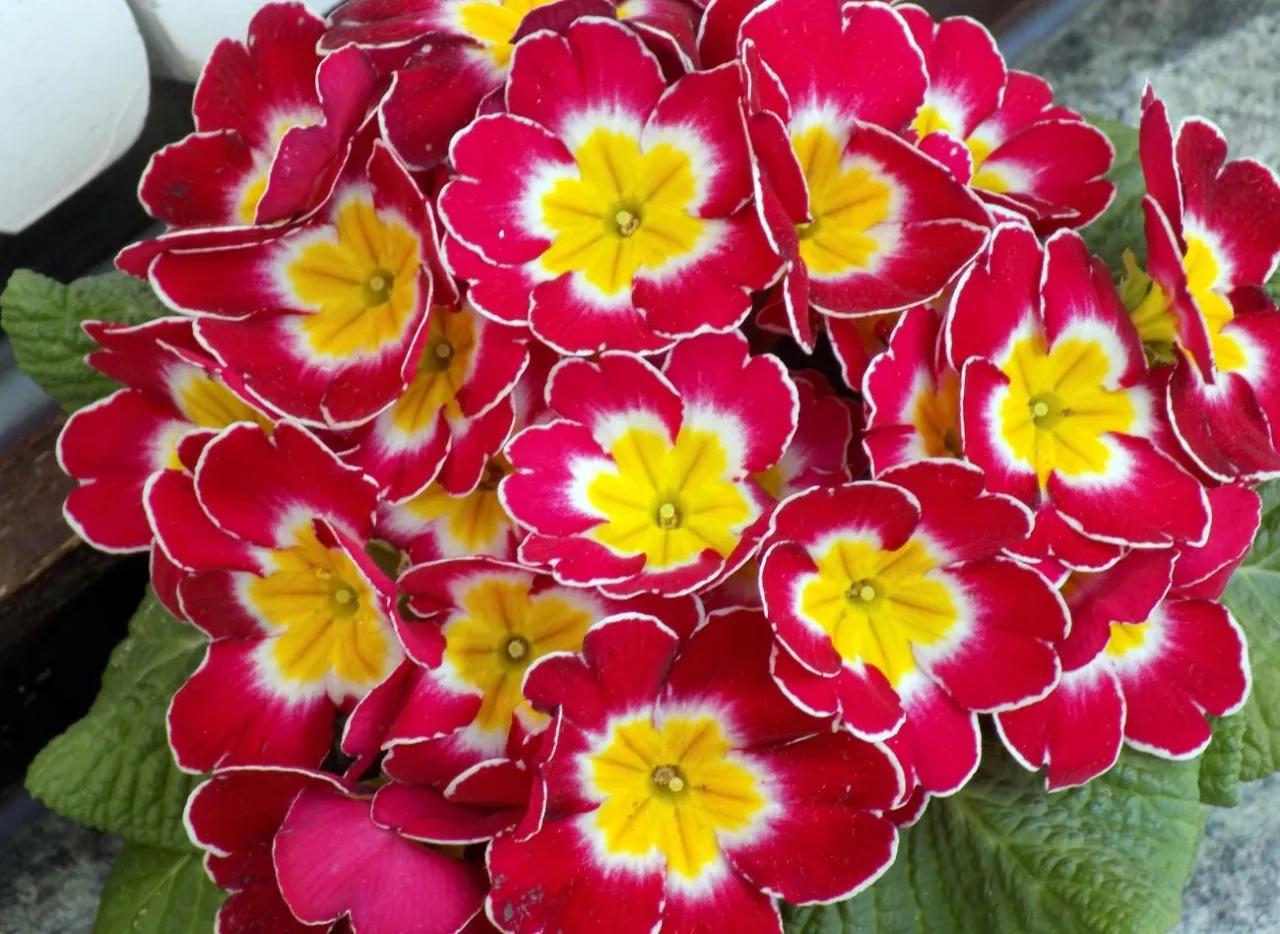 prymulka w chłodnym miejscu w domu