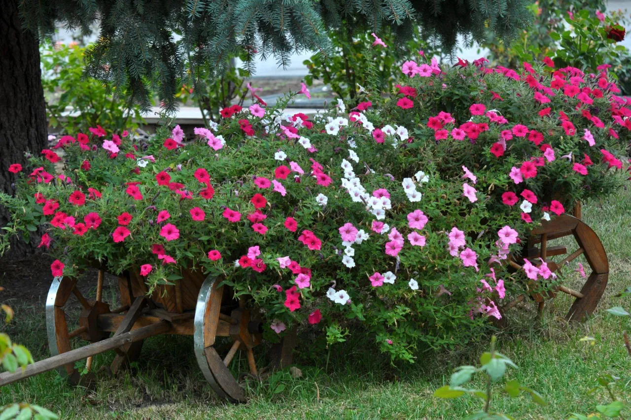 Zdjęcie Kiedy wystawić surfinie na balkon, aby uniknąć przymrozków?