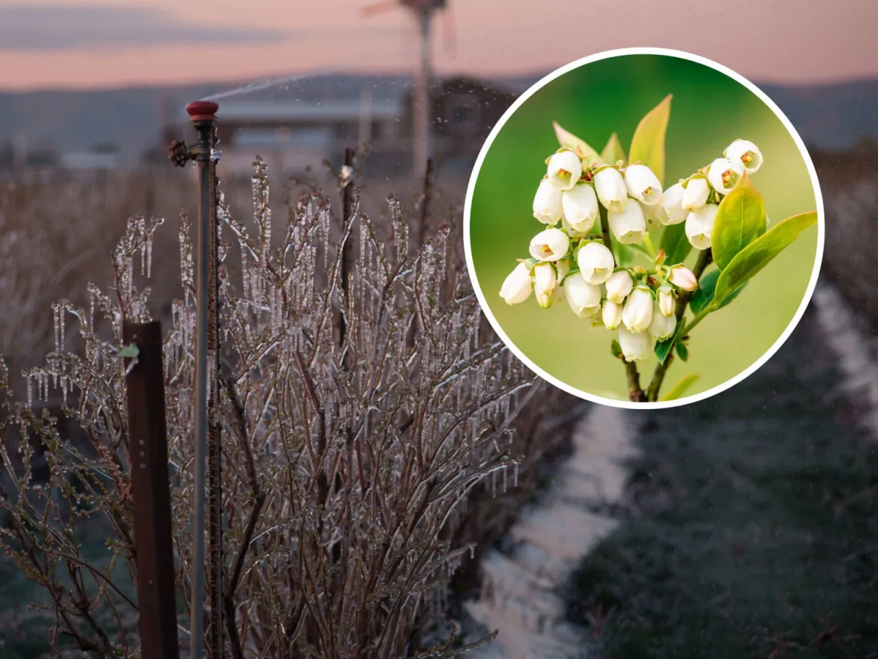 Kiedy kwitnie borówka amerykańska, jej delikatne kwiaty mogą być chronione przed mrozem lodem, który tworzy się na gałązkach.