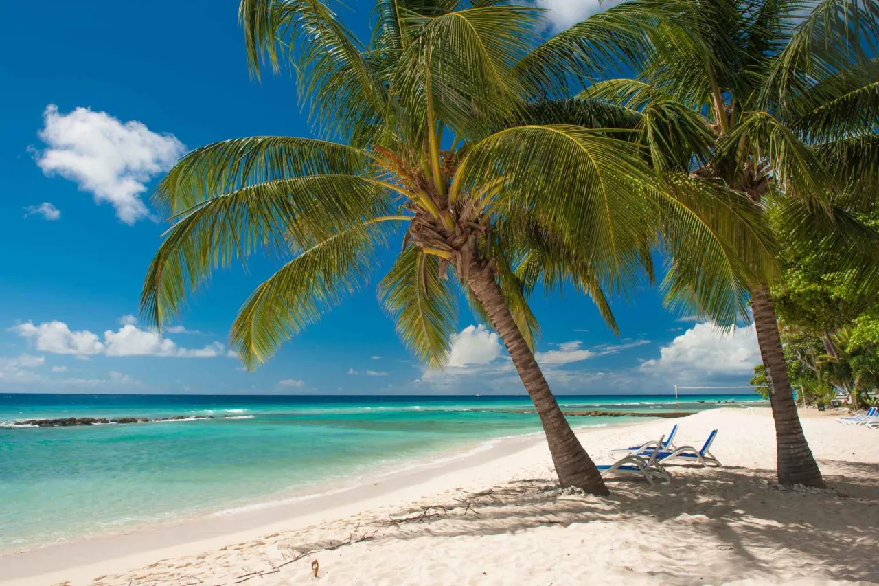 Słoneczna plaża w grudniu, palmy, wakacje