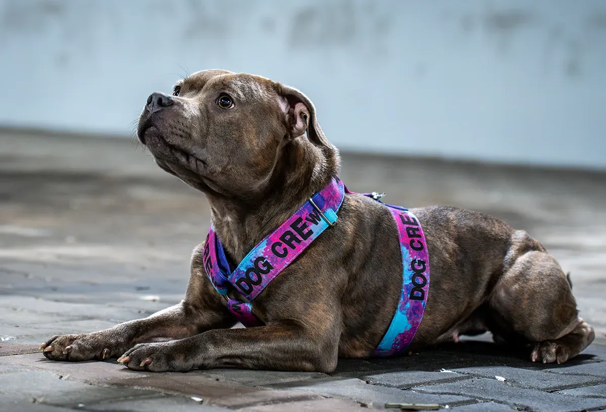 miarka krawiecka i pies