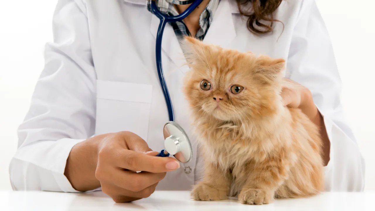 Chcesz wiedzieć, jak zostać weterynarzem? Zobacz, jak troskliwie badam małego, rudego kotka stetoskopem.
