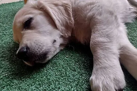 Golden retriever szczenię z rodowodem ZKwP