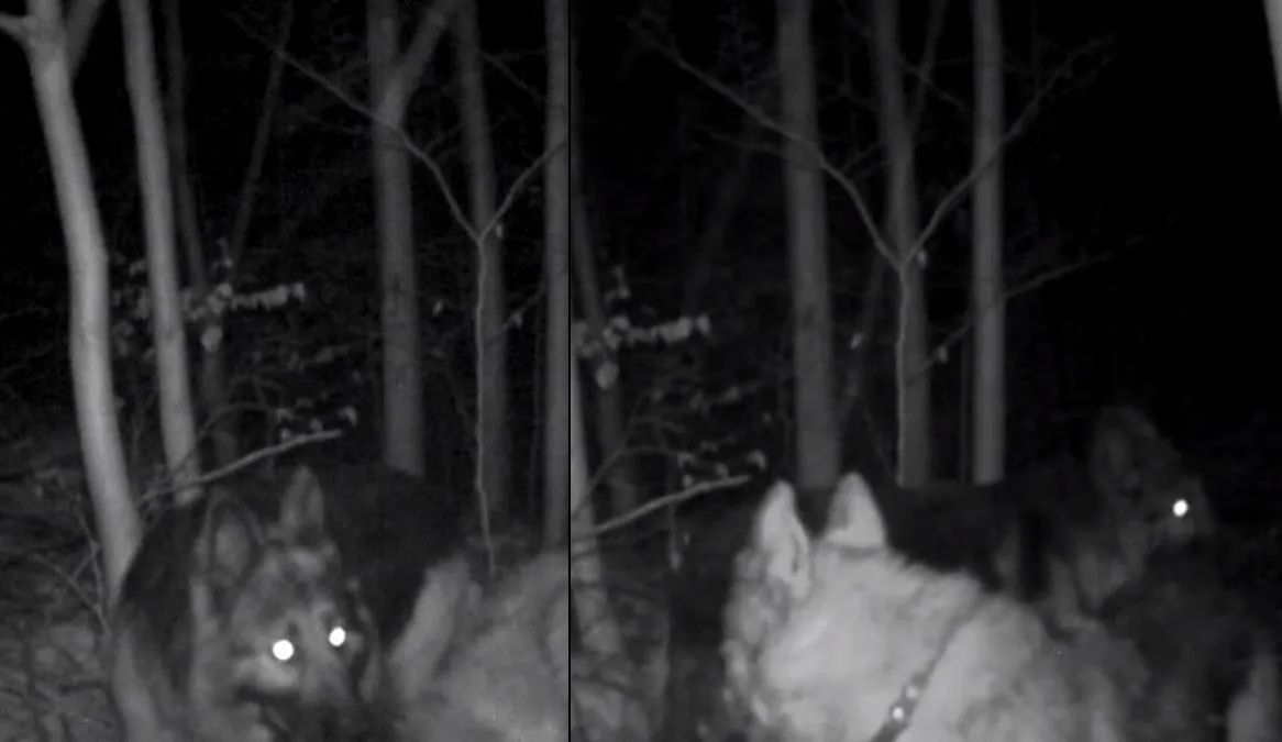 mroczny wilkołak w lesie w nocy