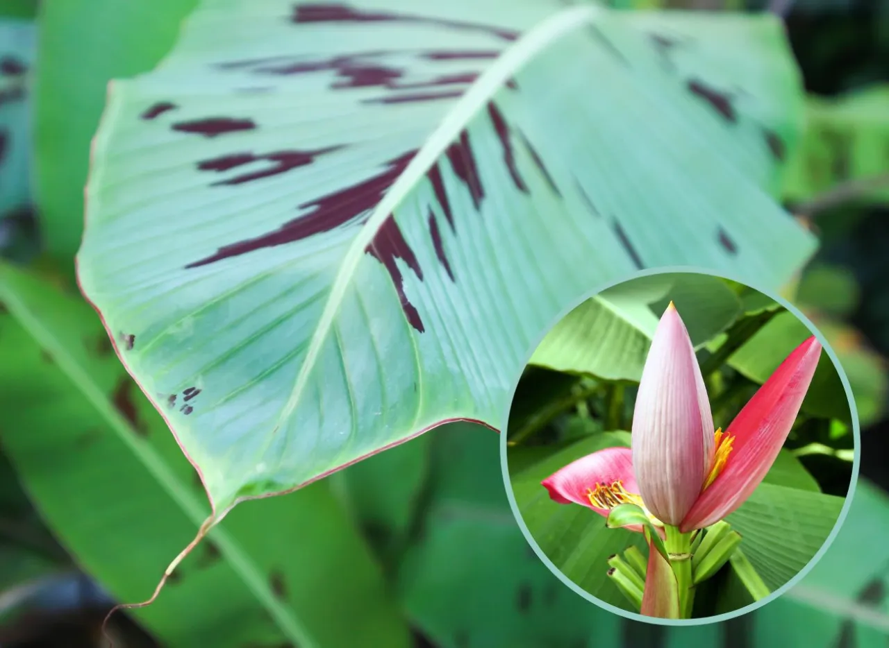 bananowiec w doniczce kwitnący