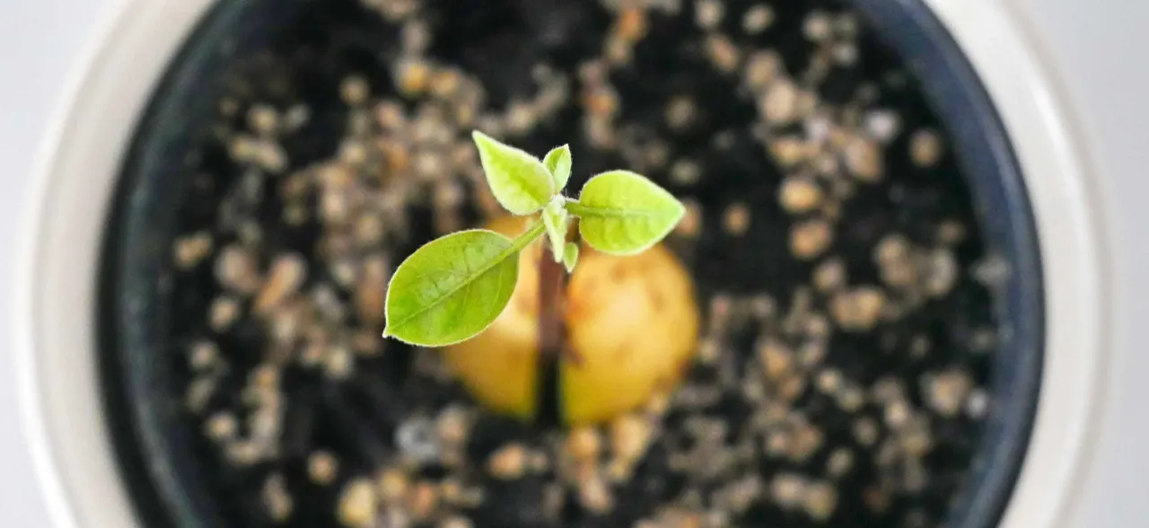 zdrowe drzewko awokado w doniczce na słonecznym parapecie