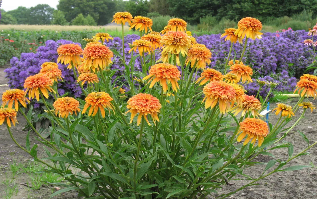 Jeżówka w ogrodzie pełne słońce