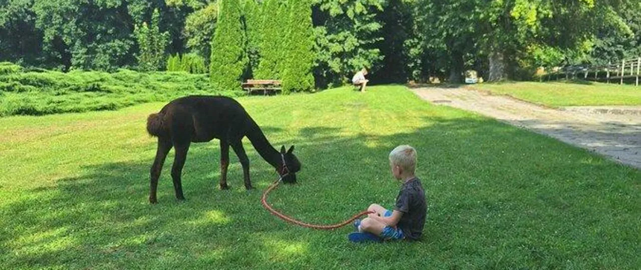 Alpakoterapia Zommer Ostr&oacute;w Mazowiecka