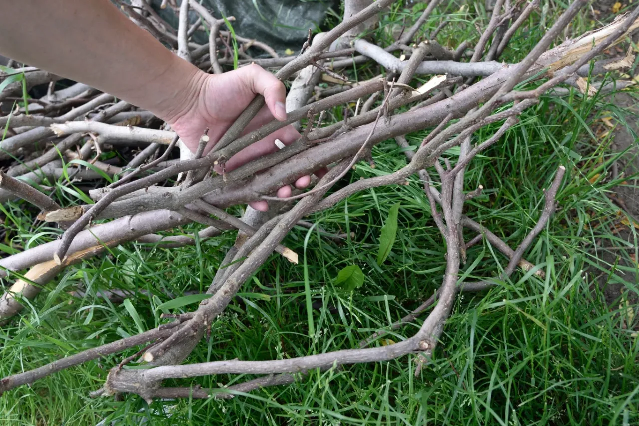 cennik drewna opałowego lasy państwowe