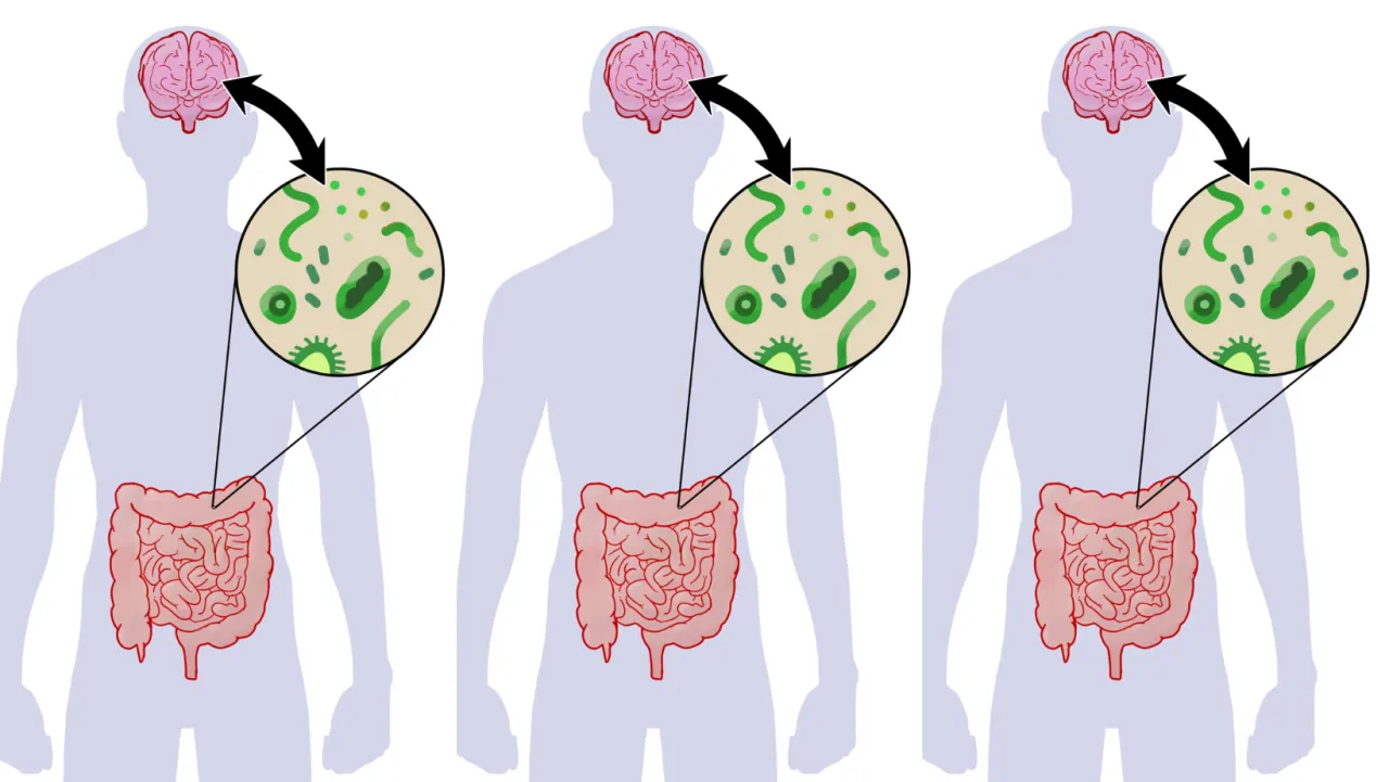 Ilustracja osi jelita-mózg, połączenia nerwowe i mikroflora jelitowa