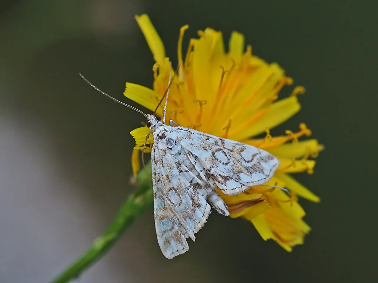 nimfa sycząca z rozłożonymi skrzydłami