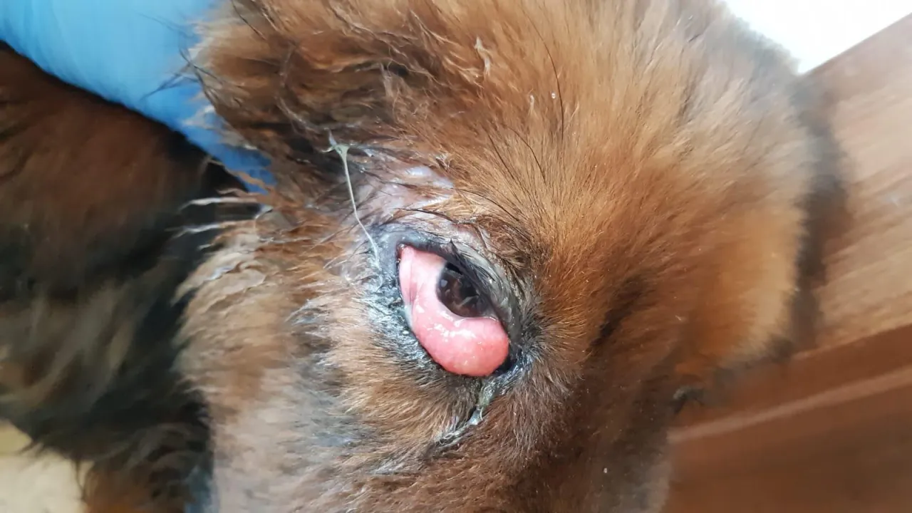 objawy neurologiczne nosówki u psa