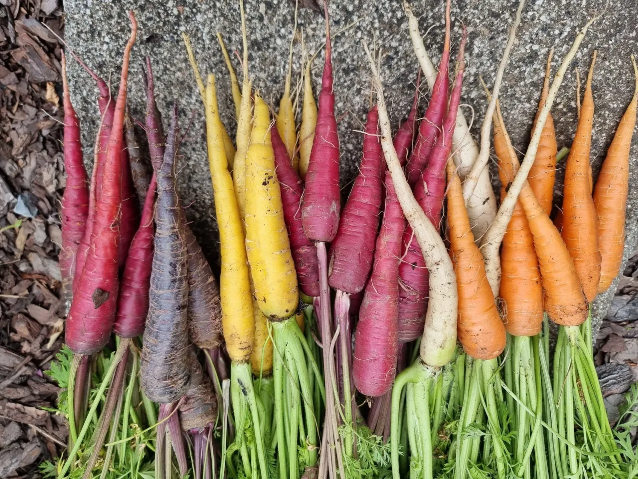 Różne odmiany marchwi, kolory marchwi