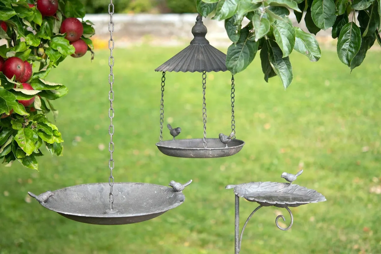 Poidełko dla ptaków lub gęste krzewy dla wróbli