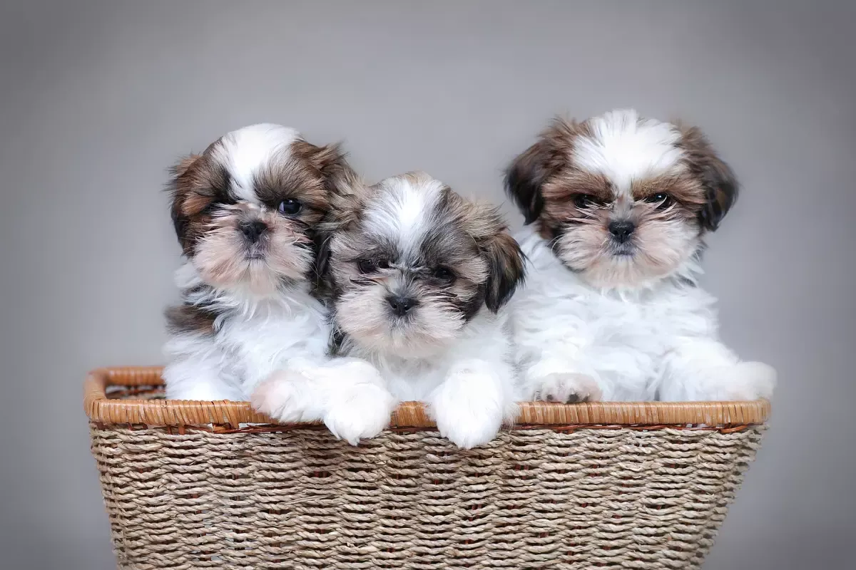 shih tzu szczeniak różne kolory umaszczenia