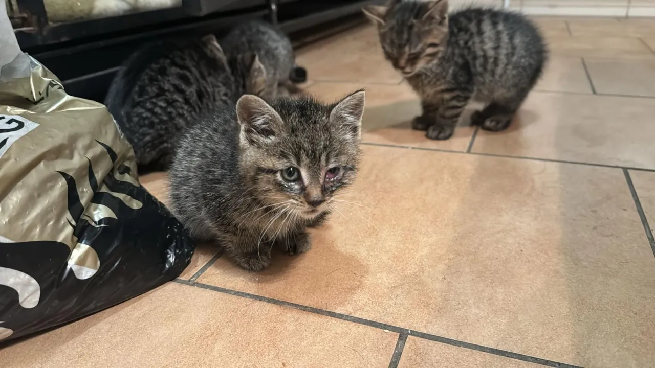 Kotka przenosząca kocięta w bezpieczne miejsce