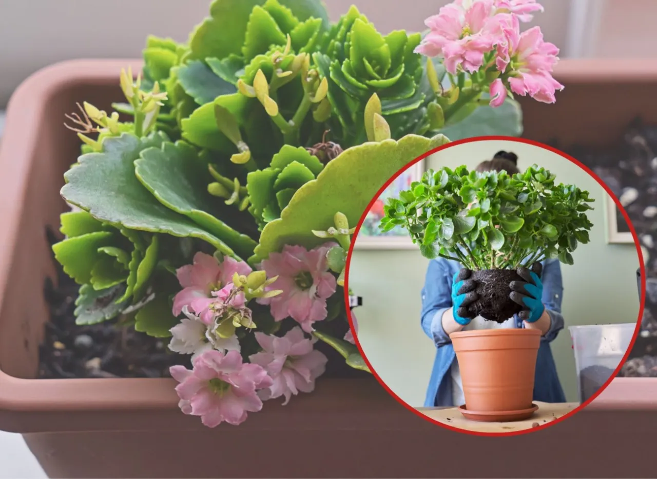 kalanchoe zaciemnianie