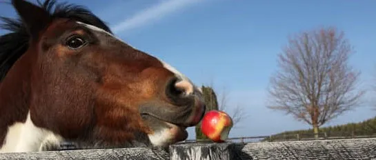 koń jedzący jabłko