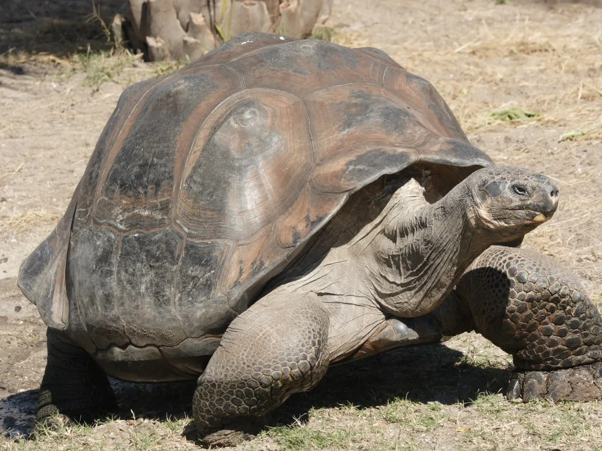 Różne gatunki żółwi porównanie