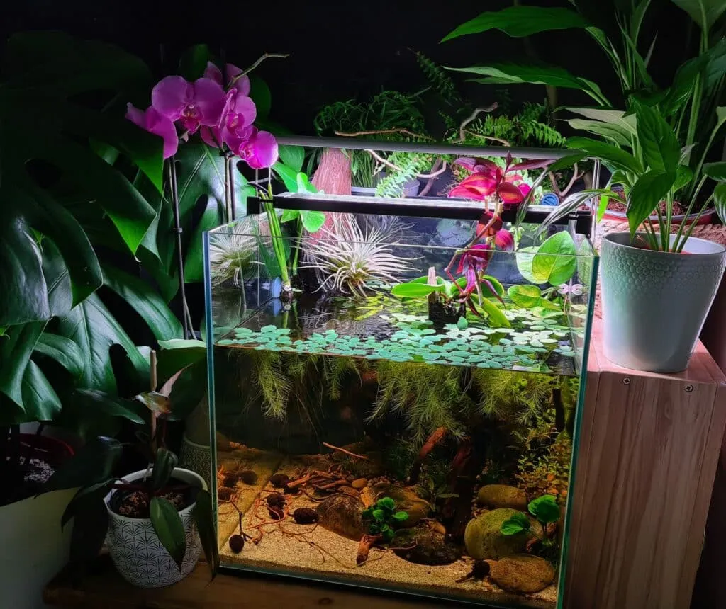 Akwarium z bojownikiem i roślinami