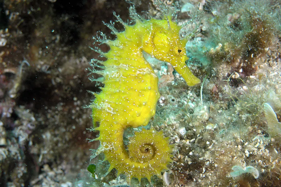 konik morski w Zatoce Kilońskiej