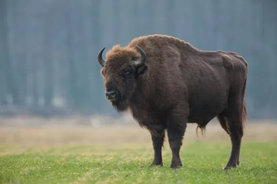 Puszcza Białowieska żubr