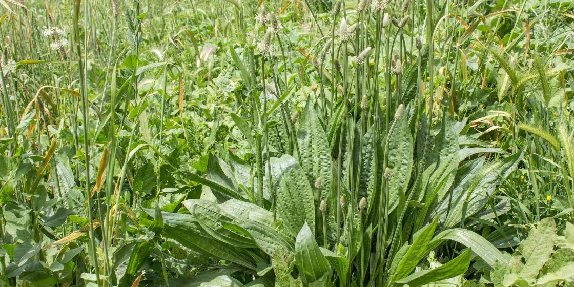 zioła na suchy kaszel (porost islandzki, prawoślaz, babka lancetowata)