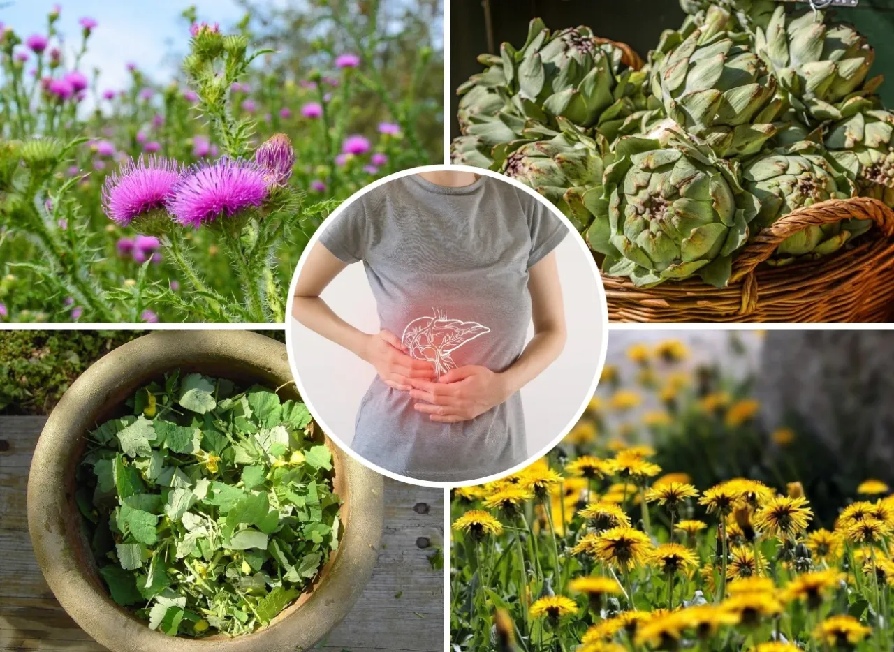 zioła hepatotoksyczne