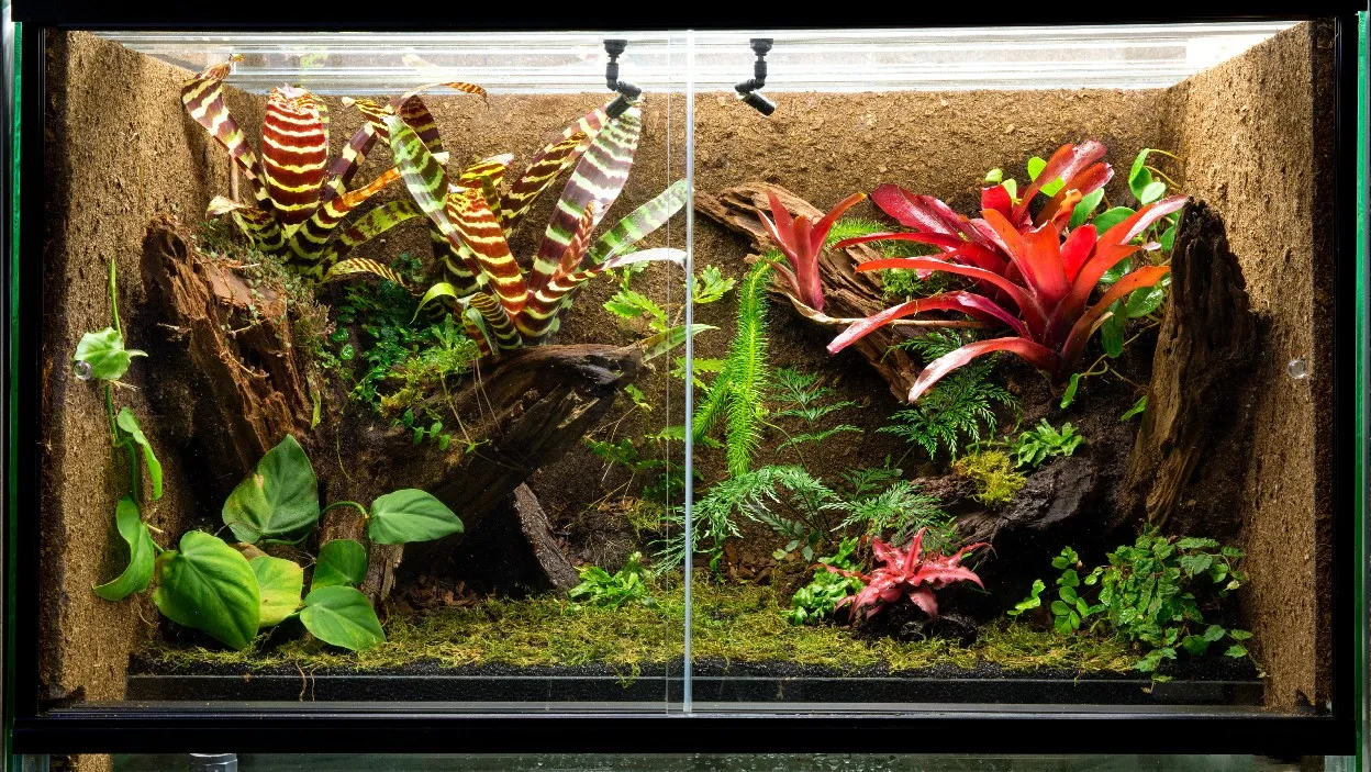 Ścianka terrarium pustynne vs tropikalne