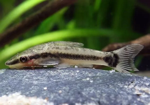 Ryby i krewetki jedzące glony w akwarium