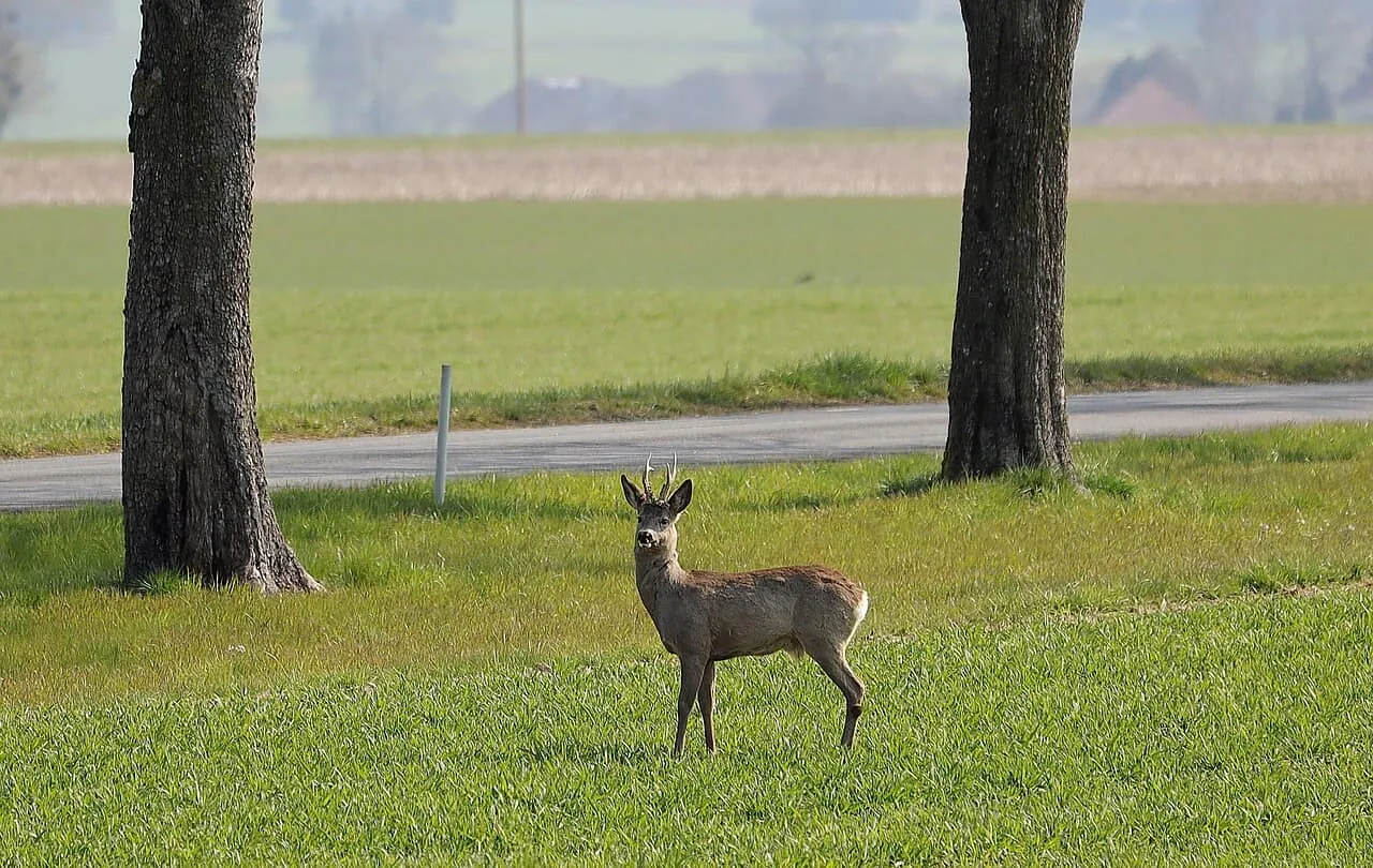 Młoda sarna na łące, obok drogi. Uważaj na drodze, bo potrącenie sarny może skutkować koniecznością wypłaty odszkodowania AC.