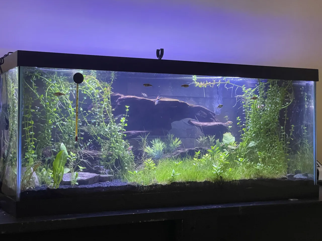 bojownik wspaniały w akwarium 20l