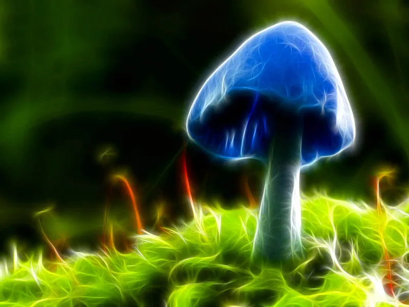 Grzyby psylocybinowe efekty mózg