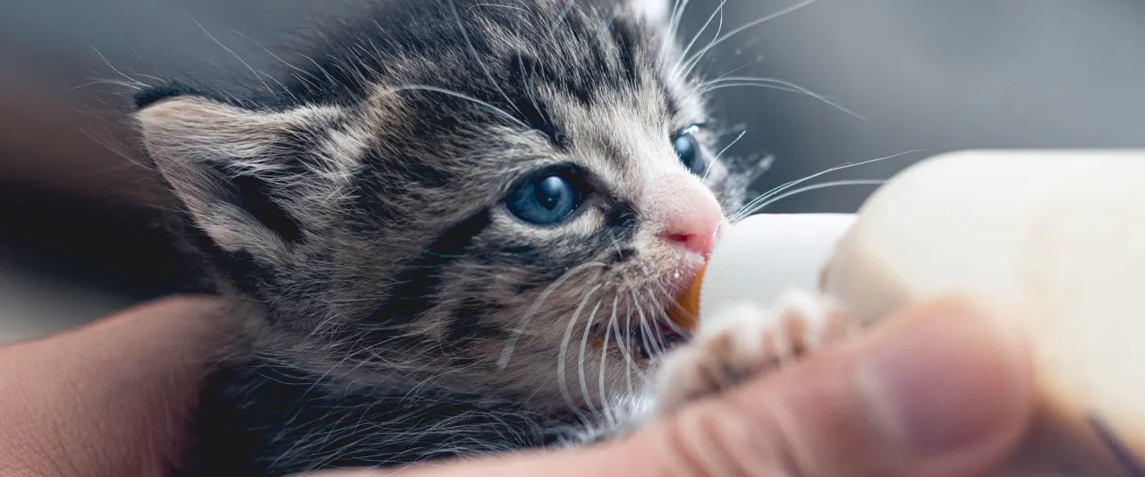 Osoba masująca brzuszek małego kociaka