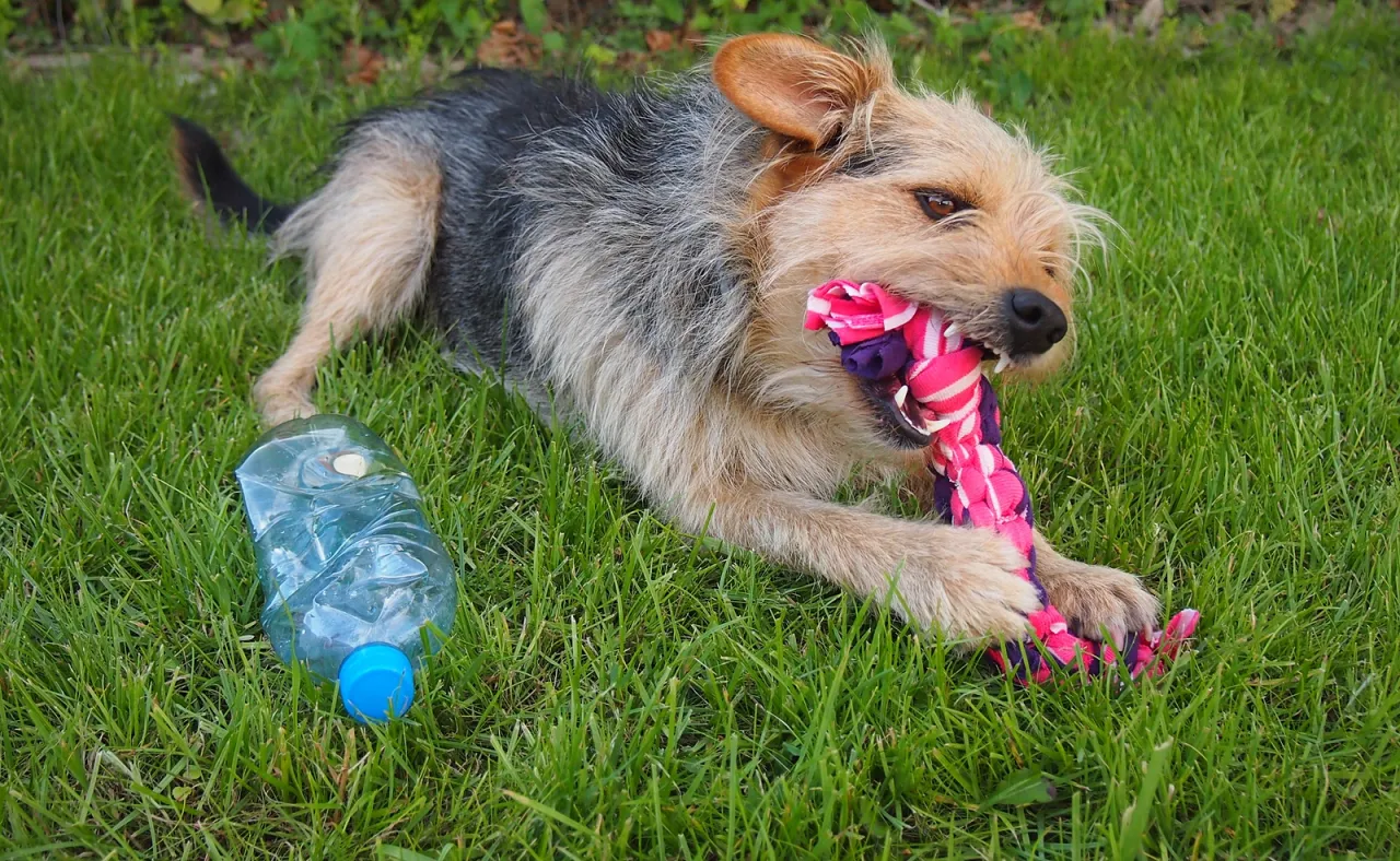 zabawka dla psa z butelki PET instrukcja