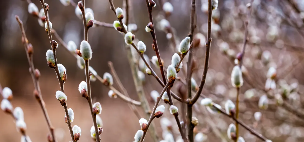 Wiosenne bazie rzeżucha więdnąca
