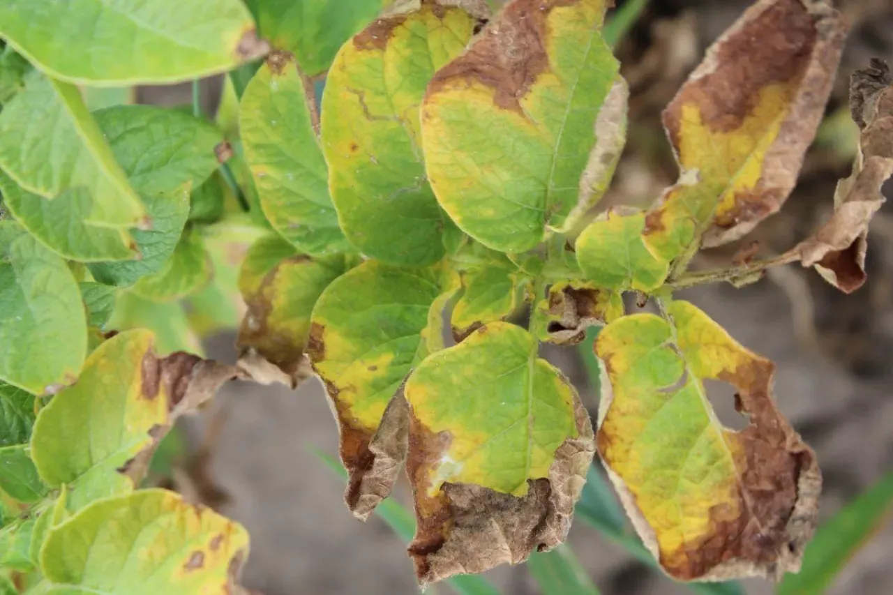 Liście ziemniak&oacute;w z widocznymi plamami ż&oacute;łtymi i brązowymi, świadczącymi o chorobie.